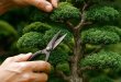 BA ĐIỀU CẤM KỴ KHI CẮT TỈA CÂY CẢNH VĂN PHÒNG