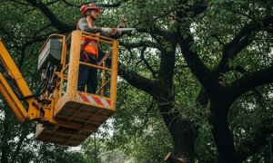 Cắt Tỉa Nâng Tán Cây Bàng: Hướng Dẫn Chi Tiết Từ A-Z Để Không Gian Sân Vườn Sáng Bừng Sức Sống
